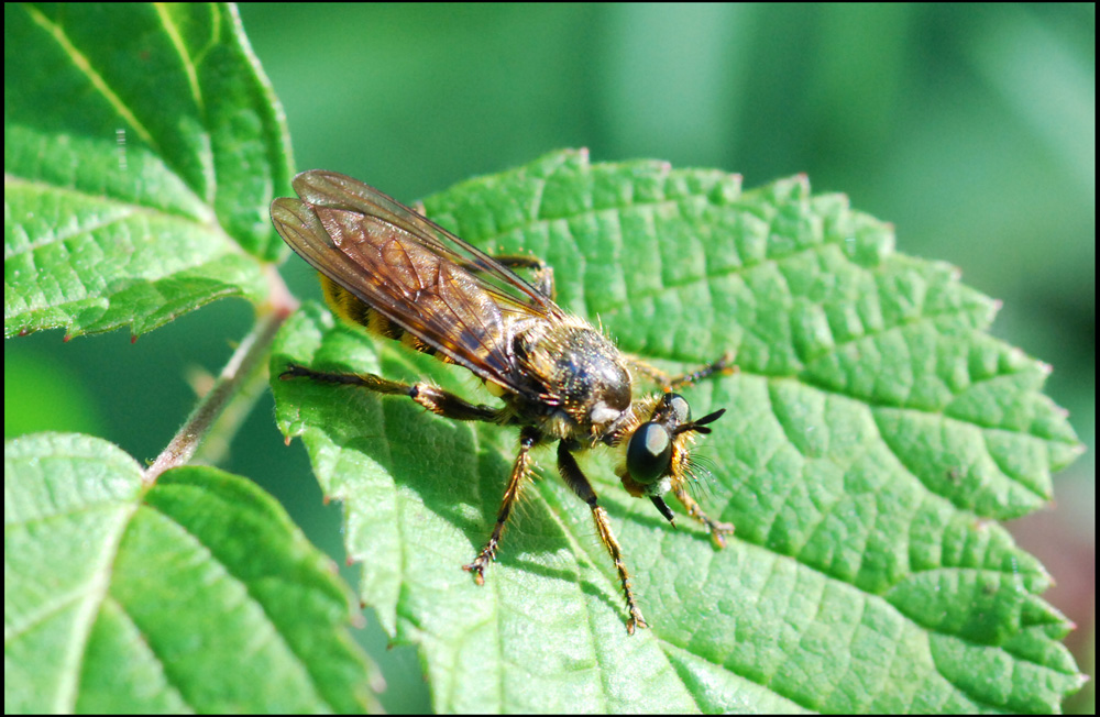 Choerades cf.fimbriata